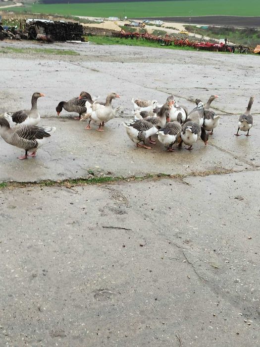 Продавам домашни гъски