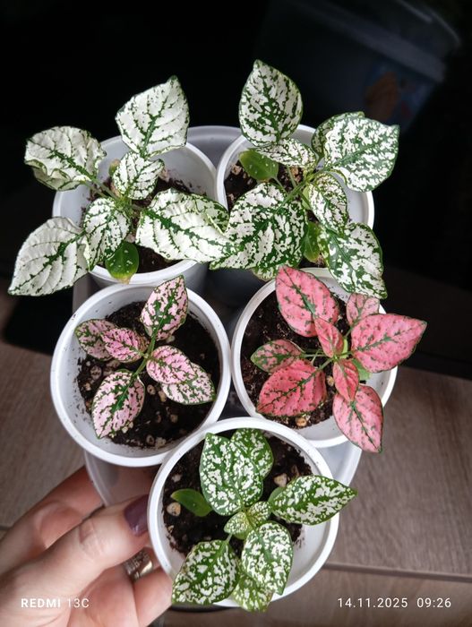 Продам отростки, суккуленты