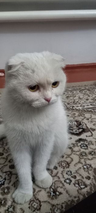 Продам Кошку  7 месяцев