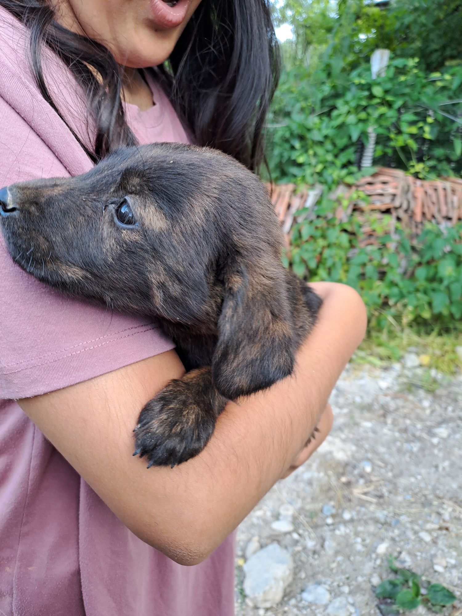 Donez căței,  mama in ultima poza