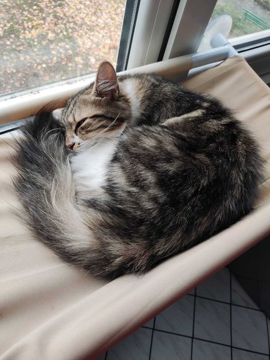 Подарявам котета