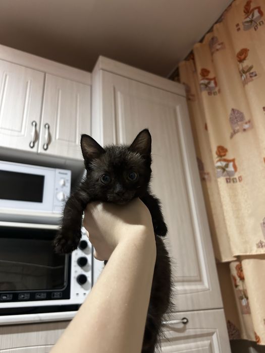 Отдам котенка 2 месяца