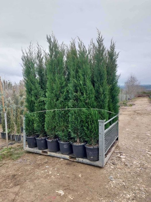 Leylandii, Arizonica, Goldcrest gard viu la ghiveci