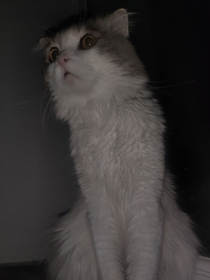 Срочно забирайте кота