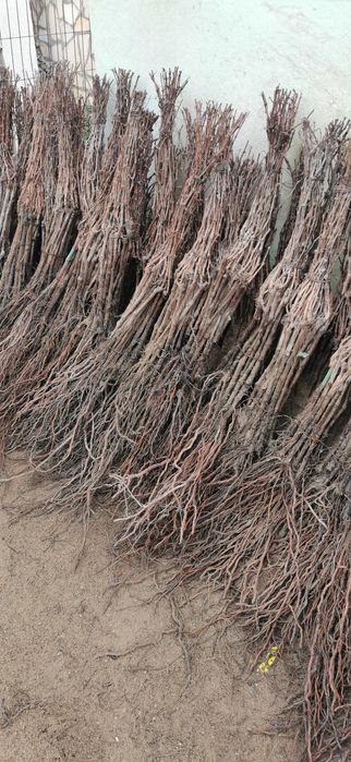 Butasi vita de vie direct de la producător