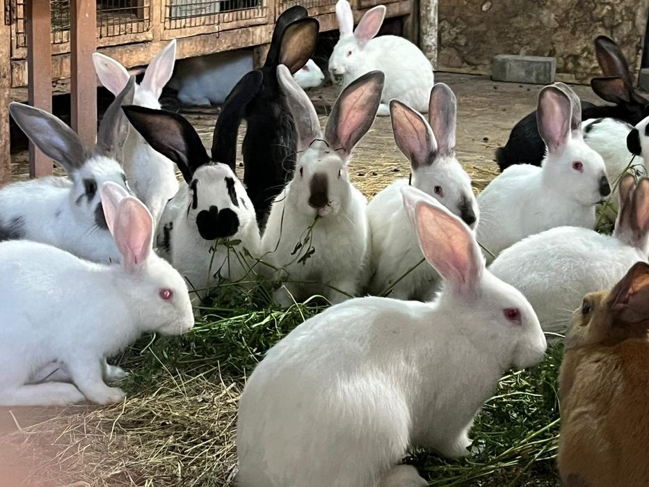Продам домашних кроликов