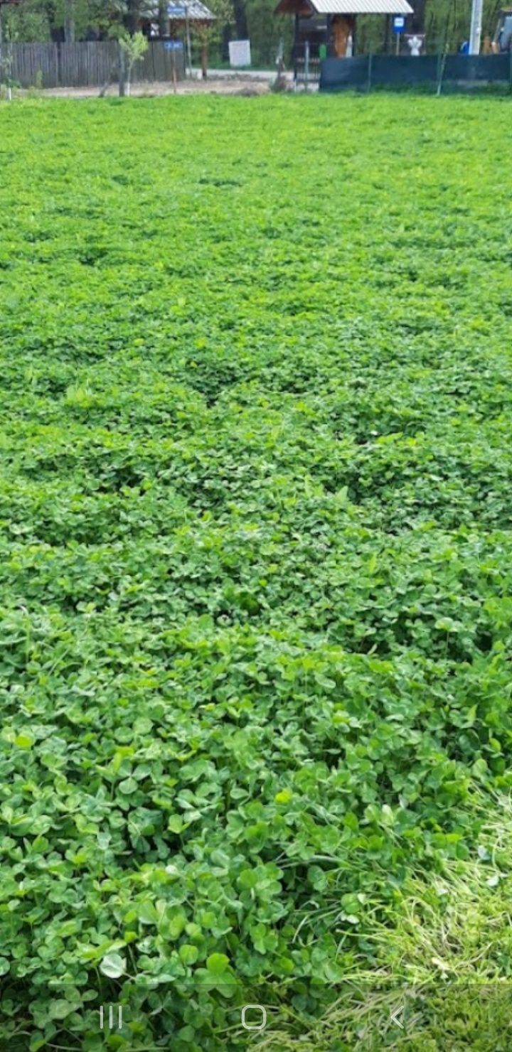 Vând teren in Ilfov  lângă pădure