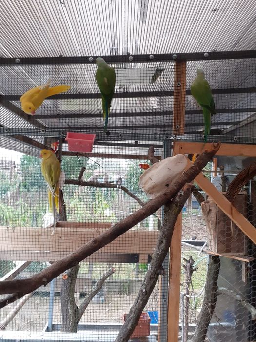 Porumbei de vânzare