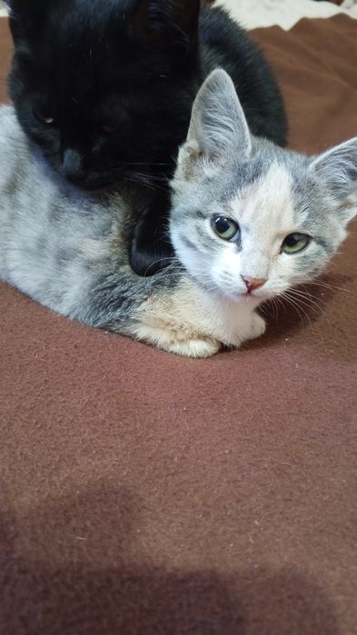 Отдам, только в добрые руки