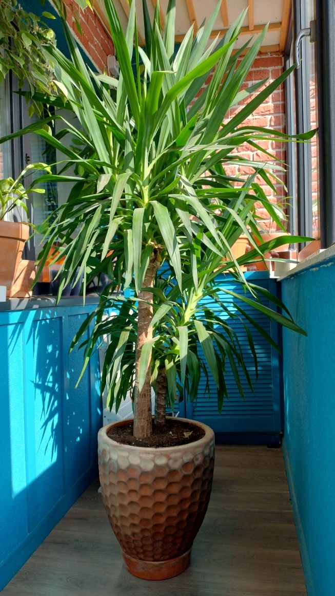 Planta naturala Yucca