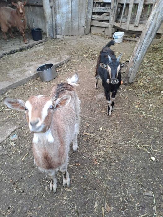 Vând capre Flămânzi