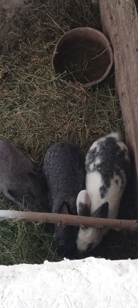 Продаю кроликов  флендер
