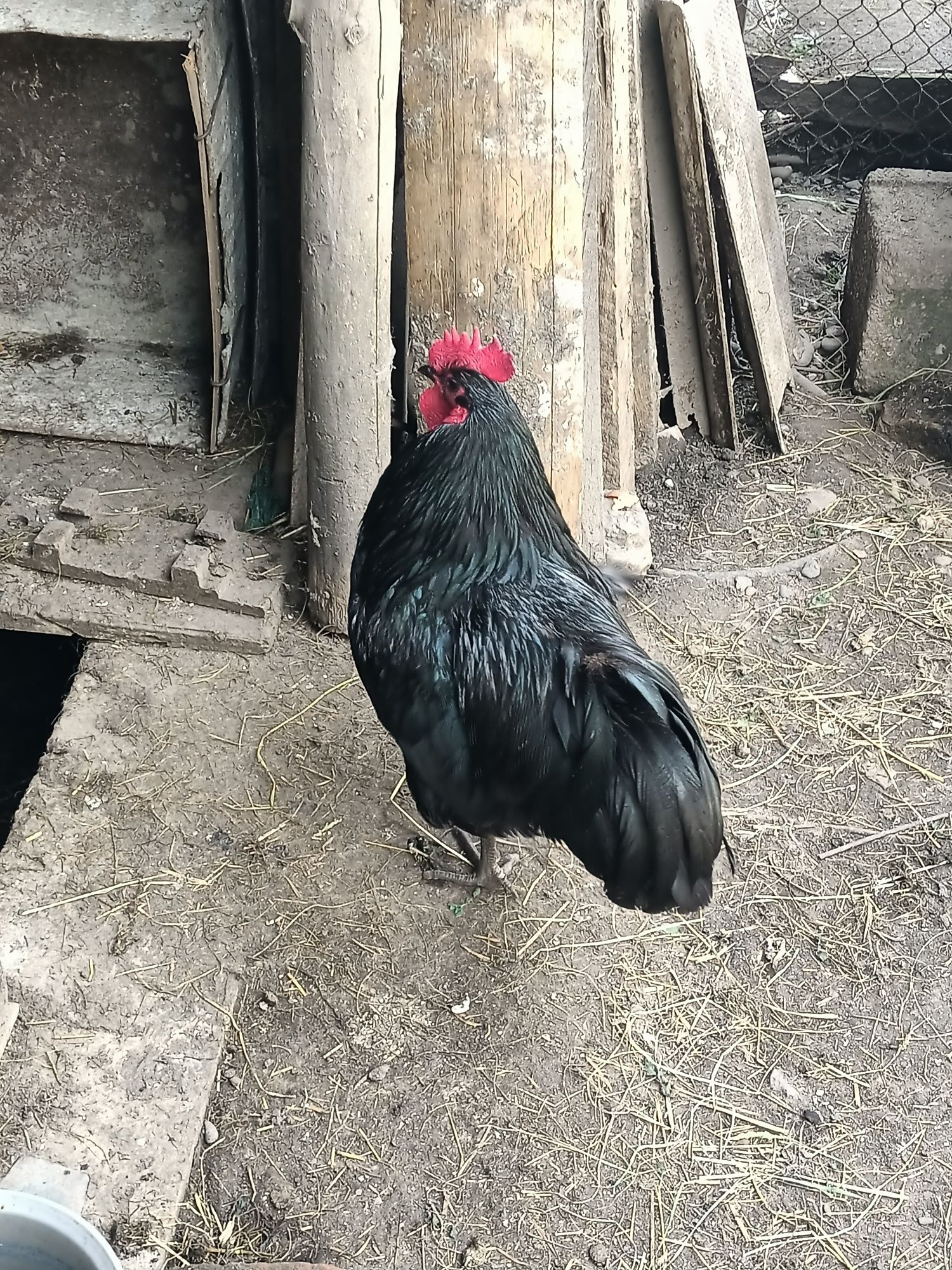 Vând găini Australorp