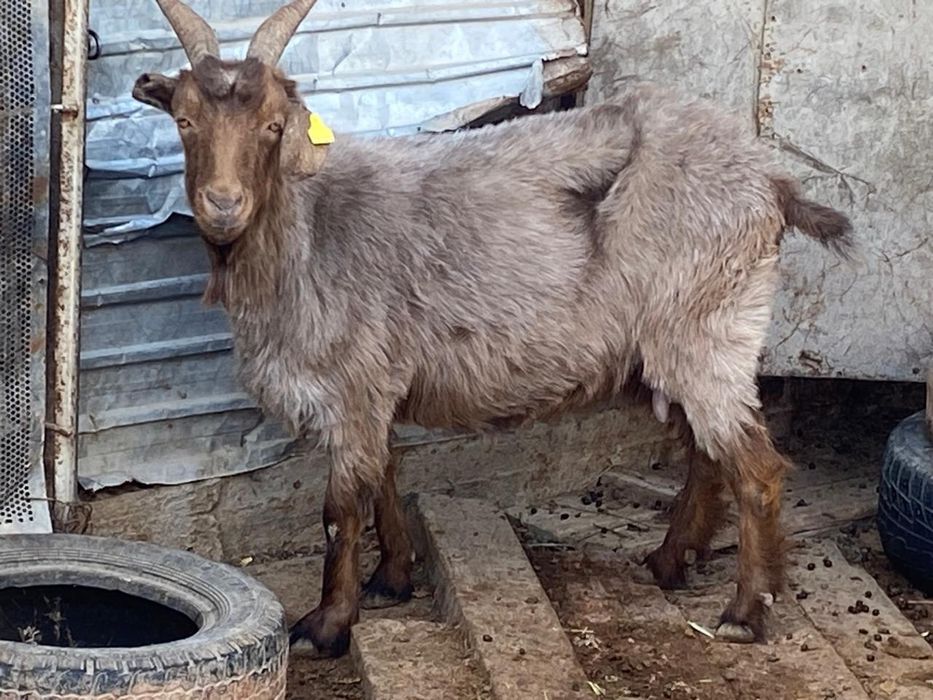 Қысыр ешкі лағымен сатылады