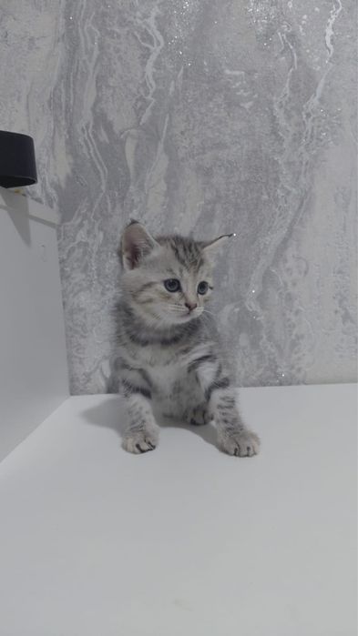 Котята шотланские девочки и мальчики