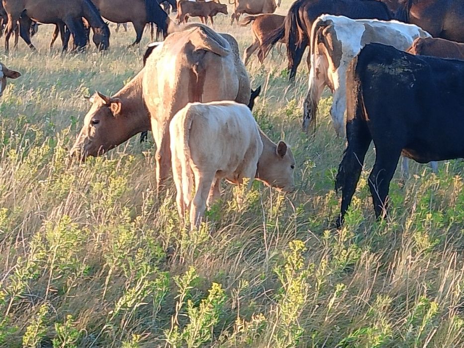 Продам корову с теленком