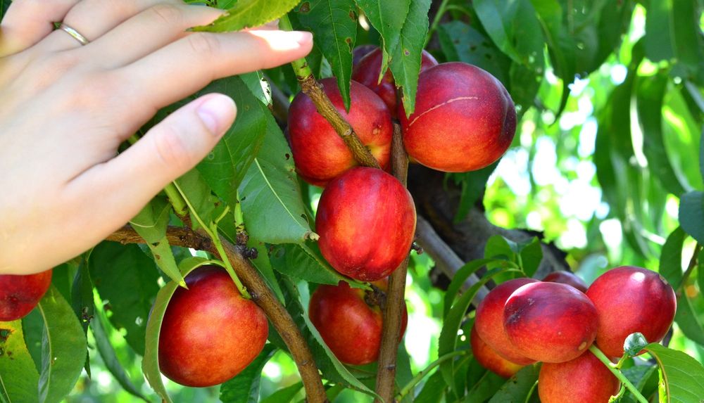 Pomi fructiferi clasici nectarini