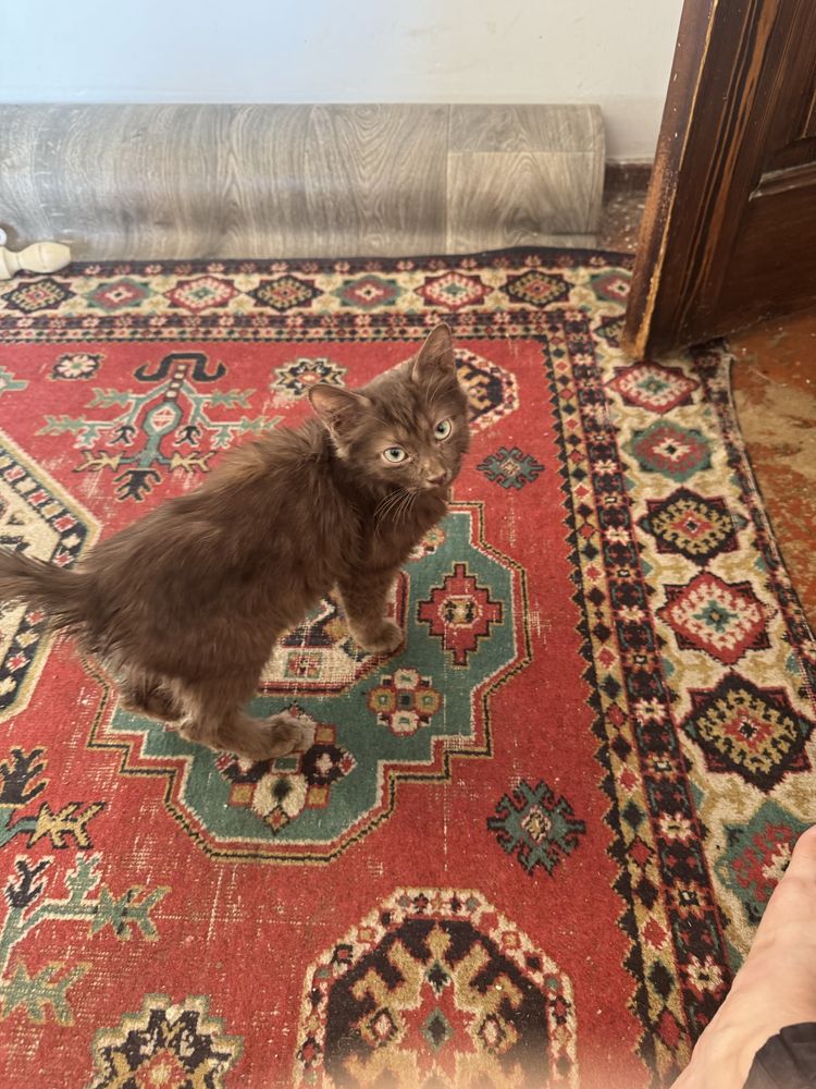Котик 2- месяца
