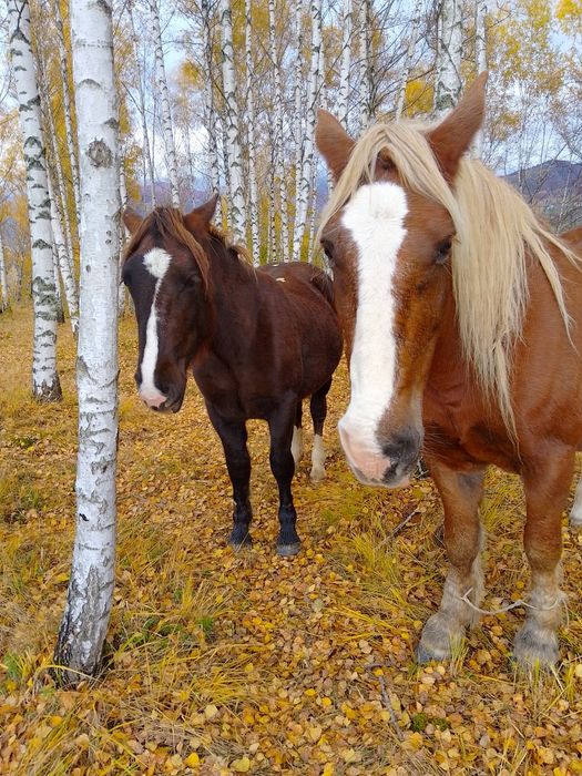 Se vinde mânză de aproape 2 ani