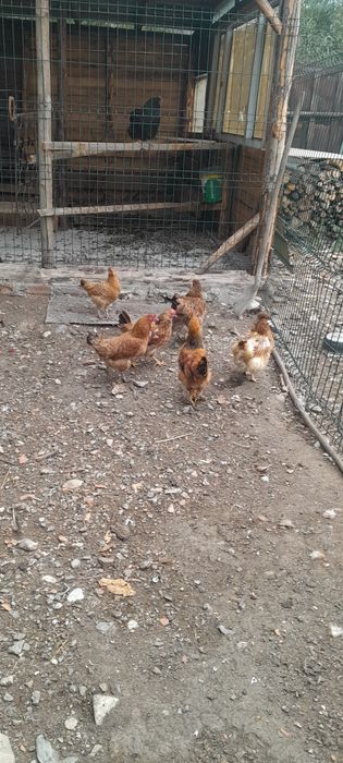 Vând gaini de casă bune de oua rezistente la frig Anghel
