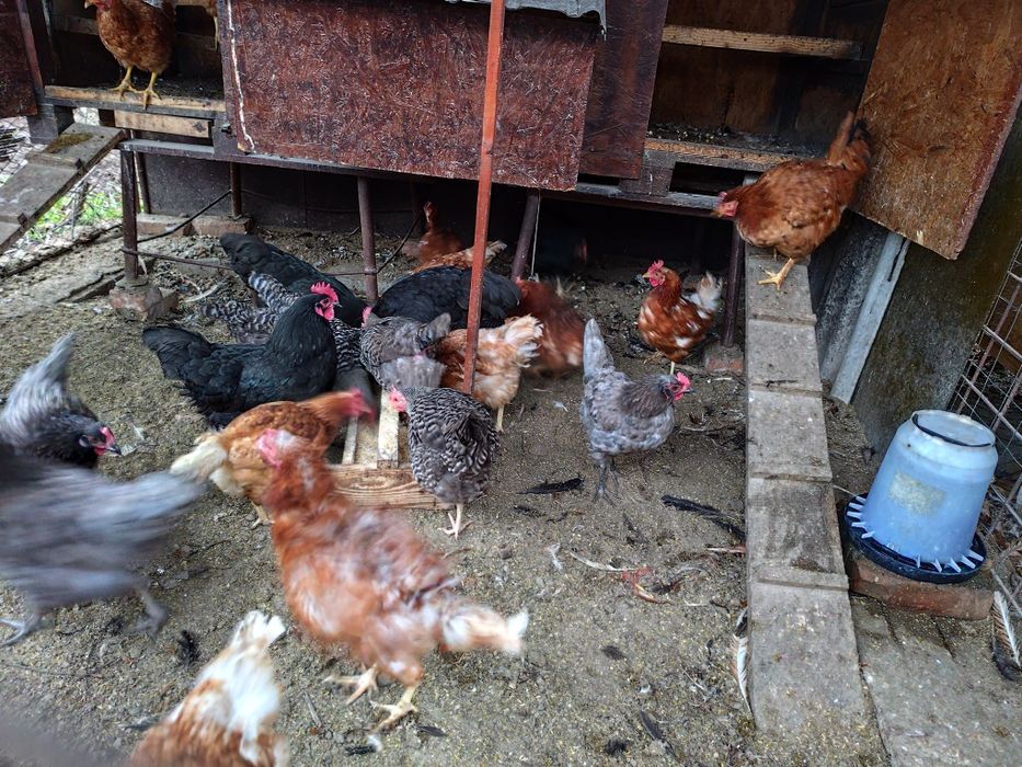 Cocosi australorp, new hampshire. Gaini oua batrane