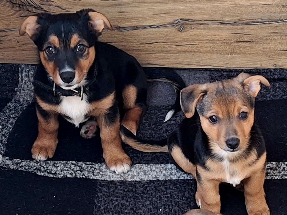 Отдам щенков в добрые руки!