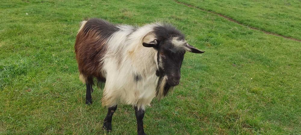 Ied castrat de vânzare