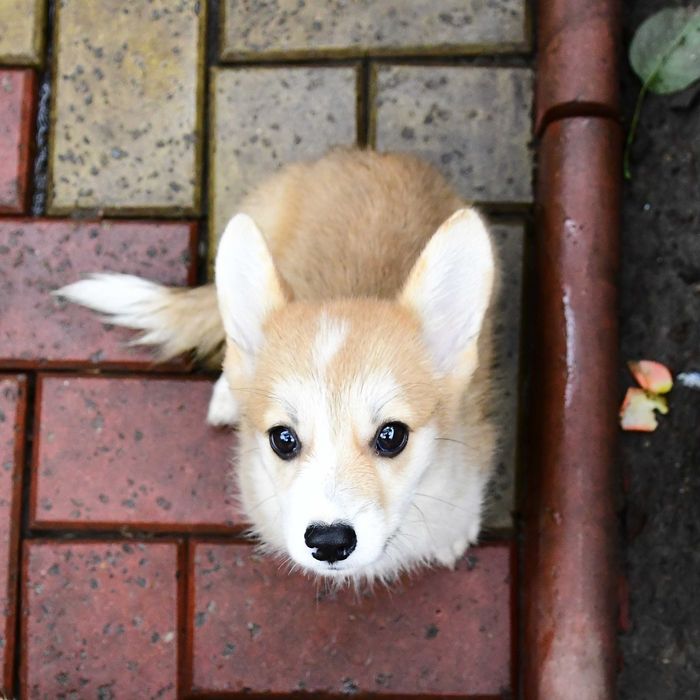 Cățeluș Corgi perfect. Vaccinat, deparazitat, pedigree, microcip
