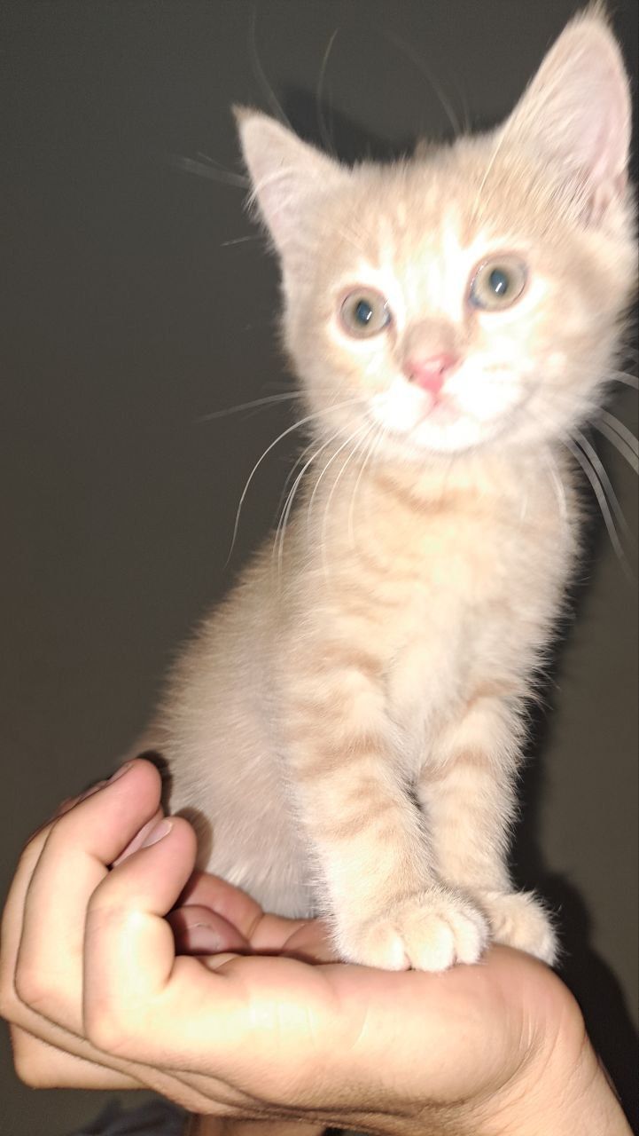 Scottish Straight sariq rangdagisi va Scottish Fold seriey rangdagisi