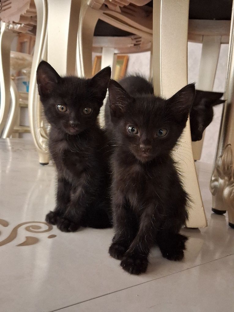 Котят в дар 2 месяца