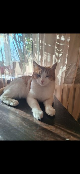 Бесплатно котик!