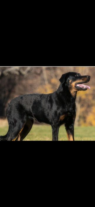 Щенки, бесплатно