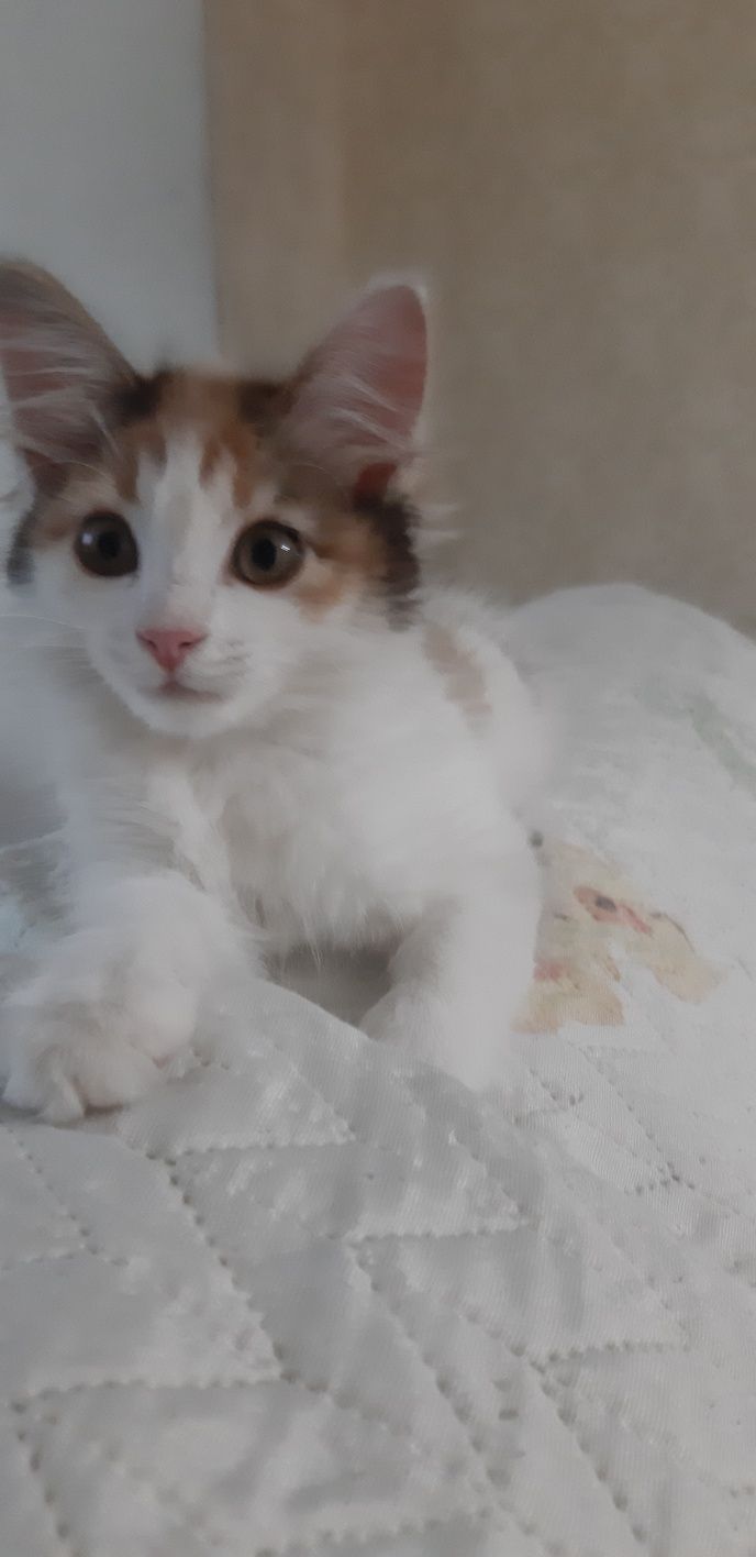 Котенок девочка,в добрые руки.К лотку приучена.
