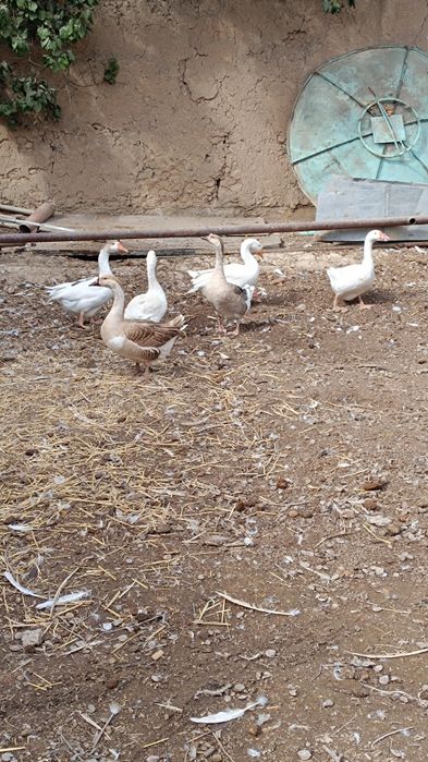 Gʻoz sotiladi . 6 dona. 1 erkak. 5 ta qiz.