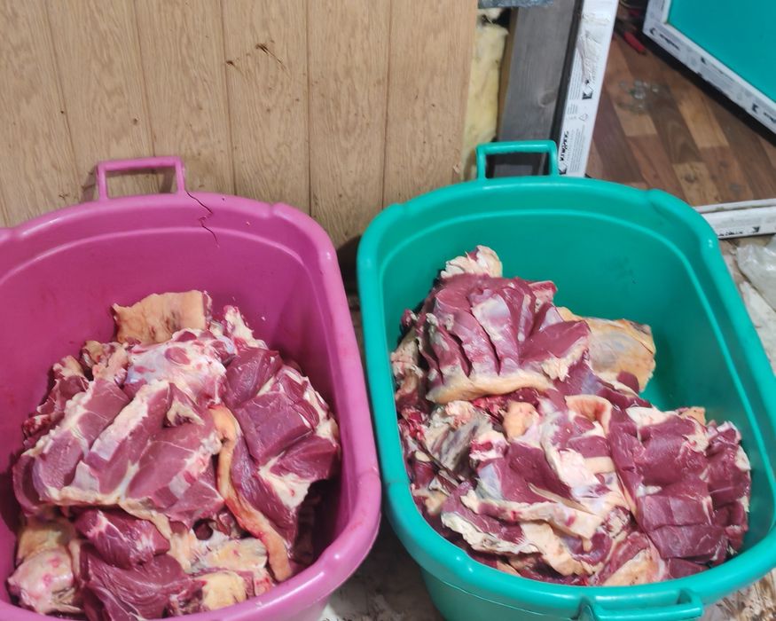 Қашар еті сатылады