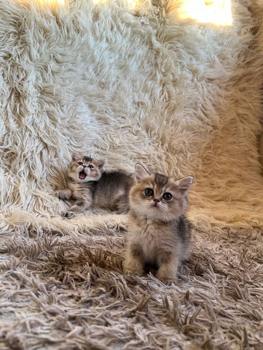 Продаётся Чистокровный Шотландский залатистий шиншила