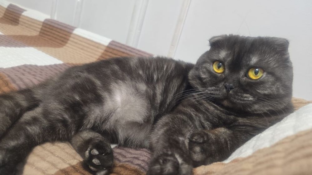Вязка кота с кошкой