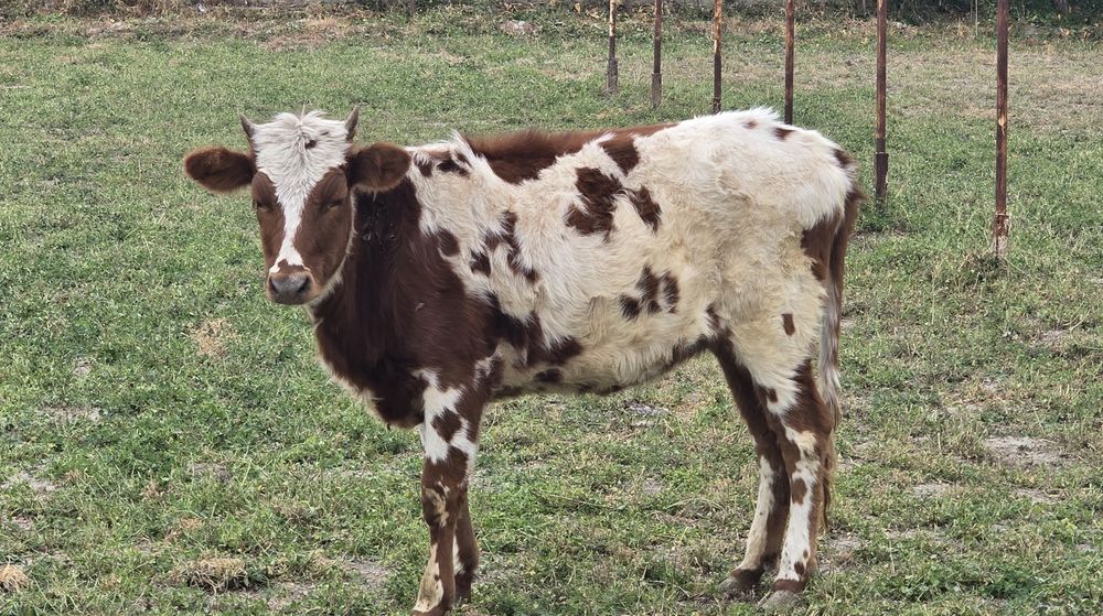 Ғуножинлар сотилади.  1.5 ёшдан