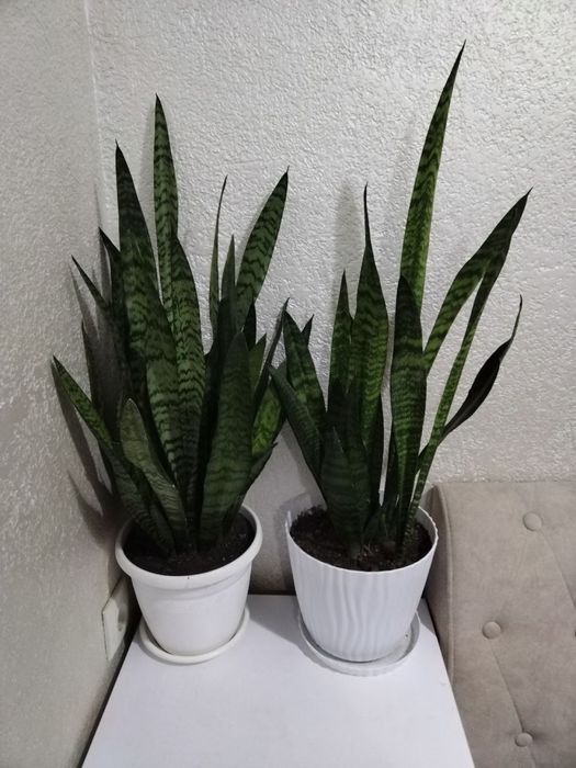 Цветок сансиверия