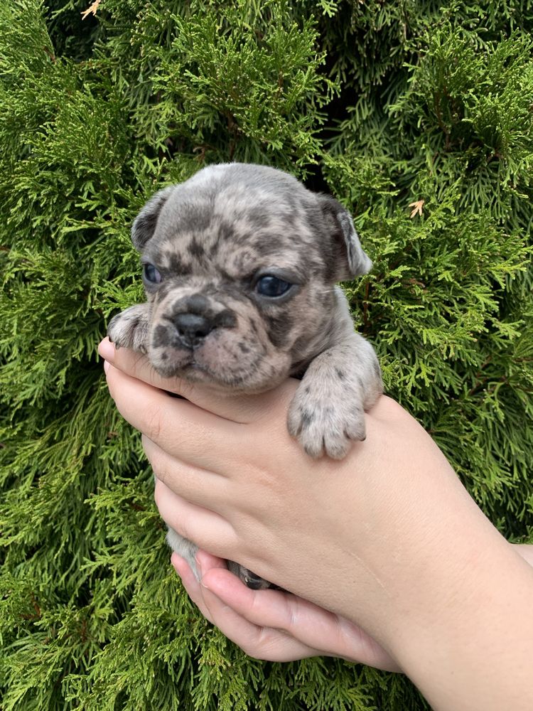 Френски Булдог French Bulldog