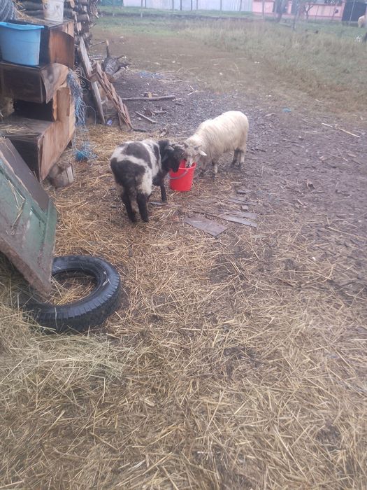 Vând un miel și capre