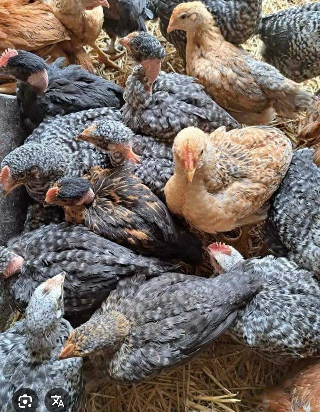 Ferma de pui rasă mixtă porumbac roșu Kabir gât golași