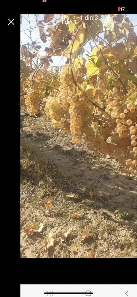Vând struguri pentru vin producție 2023