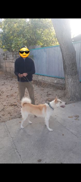 Продаётся лайка.