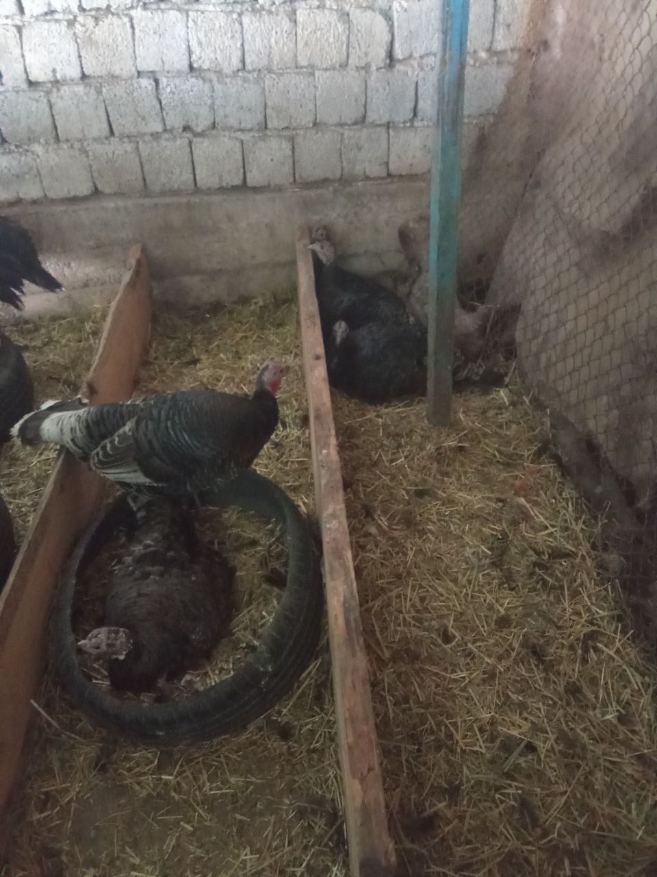 Курк куркалар сотилади! Чирчикда.