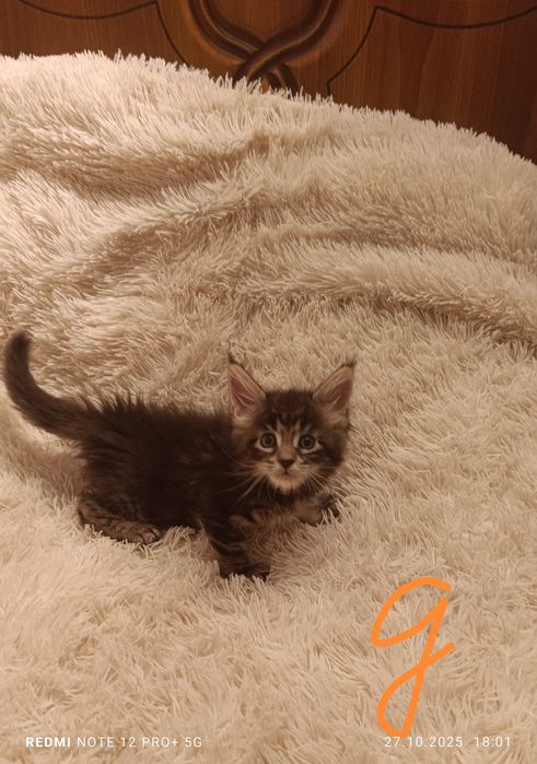 Продажа, котята Мейнкуны.