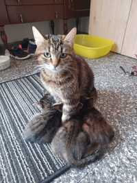 Спешно търсим дом на 3 малки бебета котета женски на 2 месеца