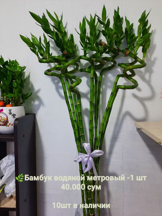 Бамбук, Эпипремнум и др растения