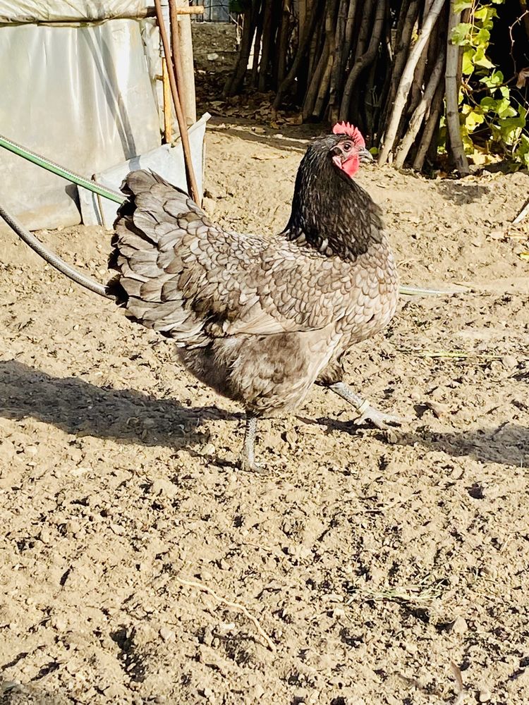 Oua Gaini Australorp