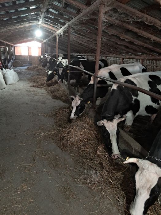 Vând vaci Bălțată românească